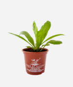 Coentrão (<em>Eryngium foetidum</em>) - Imagem 2