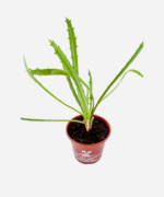 Coentro Selvagem (<em>Eryngium campestre</em>) - Imagem 3