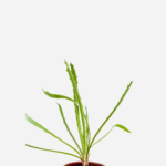 Coentro Selvagem (<em>Eryngium campestre</em>)