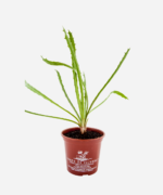 Coentro Selvagem (<em>Eryngium campestre</em>) - Imagem 2