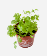 Coentro (<em>Coriandrum sativum</em>) - Imagem 3