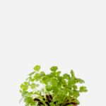 Coentro (<em>Coriandrum sativum</em>)