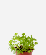 Coentro (<em>Coriandrum sativum</em>)