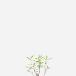 Coentro vietnamita (<em> Persicaria odorata </em>)