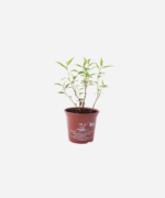 Coentro vietnamita (<em> Persicaria odorata </em>) - Imagem 2