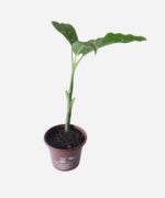 Comigo Ninguém Pode (<em>Dieffenbachia amoena</em>) - Imagem 3