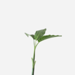 Comigo Ninguém Pode (<em>Dieffenbachia amoena</em>)