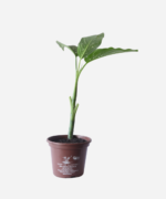 Comigo Ninguém Pode (<em>Dieffenbachia amoena</em>) - Imagem 2