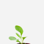 Confrei (<em>Symphytum officinale</em>)