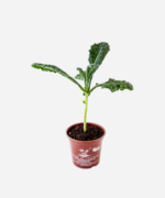 Couve Kale Black (<em>Brassica oleracea</em> var. <em>palmifolia</em>) - Imagem 3