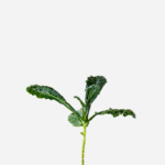Couve Kale Black (<em>Brassica oleracea</em> var. <em>palmifolia</em>)