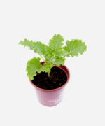Couve Kale/Crespa (<em>Brassica oleracea</em> var. <em>acephala</em>) - Imagem 3