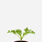 Couve Kale/Crespa (<em>Brassica oleracea</em> var. <em>acephala</em>)