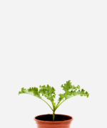 Couve Kale/Crespa (<em>Brassica oleracea</em> var. <em>acephala</em>)