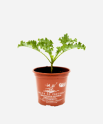 Couve Kale/Crespa (<em>Brassica oleracea</em> var. <em>acephala</em>) - Imagem 2