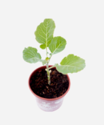 Couve Manteiga (<em>Brassica oleracea</em>) - Imagem 3