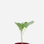 Couve Manteiga (<em>Brassica oleracea</em>)