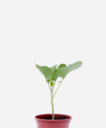 Couve Manteiga (<em>Brassica oleracea</em>)
