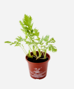 Couve Mizuna (<em>Brassica rapa</em> var. <em>niposinica</em>) - Imagem 3