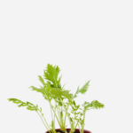 Couve Mizuna (<em>Brassica rapa</em> var. <em>niposinica</em>)