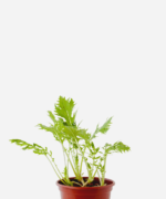 Couve Mizuna (<em>Brassica rapa</em> var. <em>niposinica</em>)