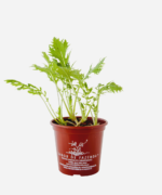 Couve Mizuna (<em>Brassica rapa</em> var. <em>niposinica</em>) - Imagem 2