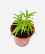 Crajiru (<em>Fridericia chica</em>) - Imagem 3
