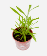 Cravina (<em>Dianthus chinensis</em>) - Imagem 3
