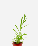 Cravina (<em>Dianthus chinensis</em>)