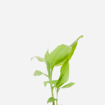 Cúrcuma (<em>Curcuma longa</em>)