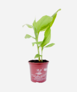 Cúrcuma (<em>Curcuma longa</em>) - Imagem 2
