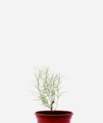Curry (<em>Helichrysum ltalicum</em>)