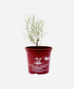 Curry (<em>Helichrysum ltalicum</em>) - Imagem 2