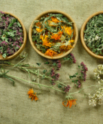 Curso Plantas Antibióticas com Marilua Feitoza - sob consulta