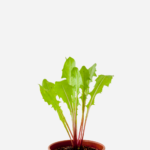 Dente de Leão (<em>Taraxacum officinale</em>)