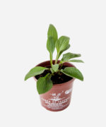 Equinácea (<em>Echinacea angustifolia</em>) - Imagem 3