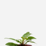 Equinácea (<em>Echinacea angustifolia</em>)