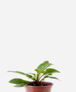 Equinácea (<em>Echinacea angustifolia</em>)