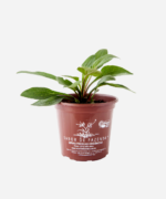 Equinácea (<em>Echinacea angustifolia</em>) - Imagem 2