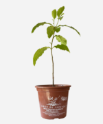 Erva Baleeira (<em>Varronia curassavica</em>) - Imagem 2