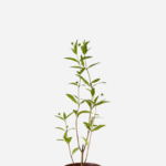 Erva Botão (<em>Eclipta prostata</em>)