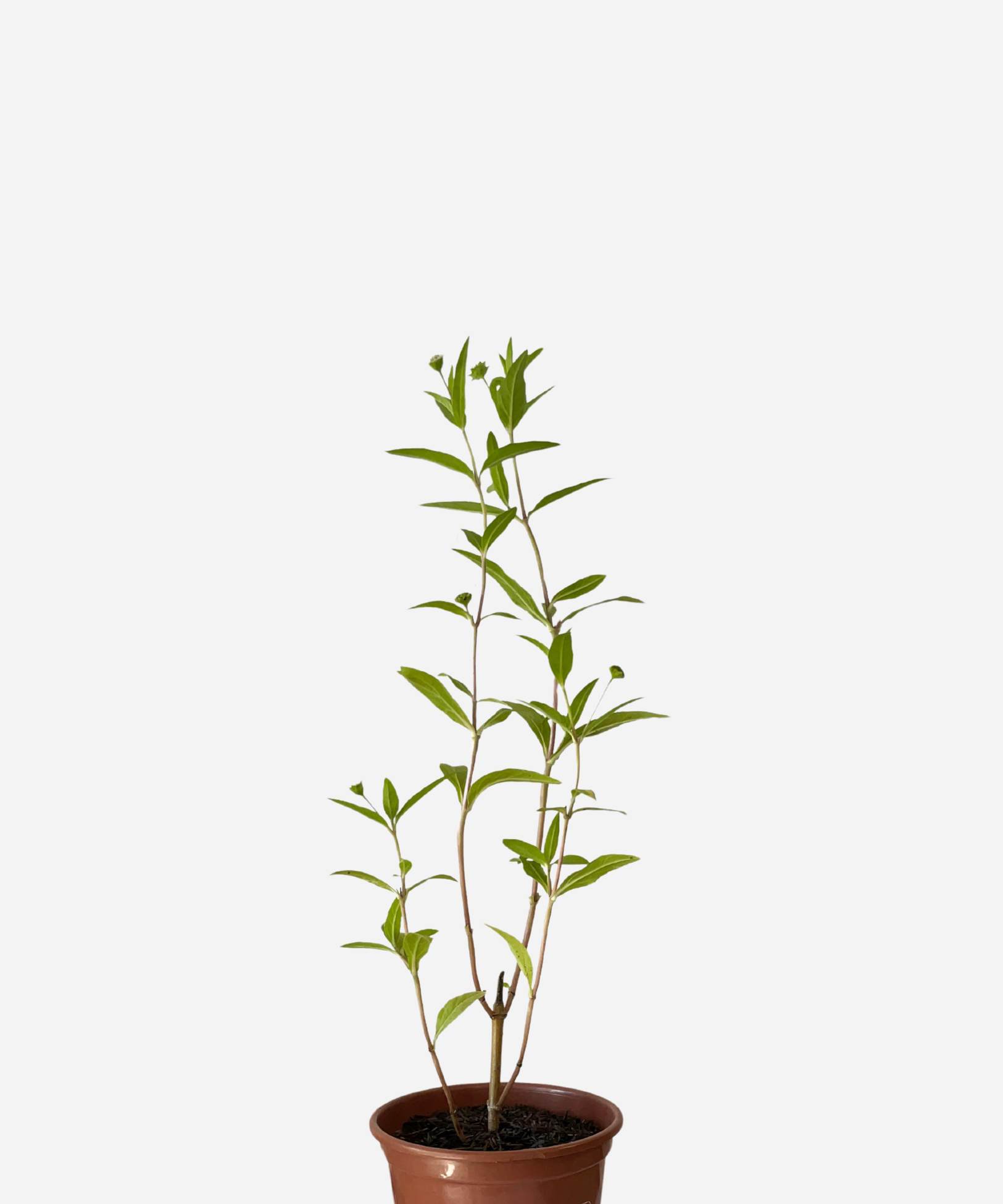 ERVA-BOTAO-CORTE.png Erva Botão (<em>Eclipta prostata</em>) - Imagem 1