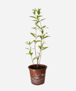 Erva Botão (<em>Eclipta prostata</em>) - Imagem 2