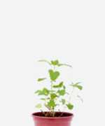 Erva de Gato (<em>Nepeta cataria</em>)