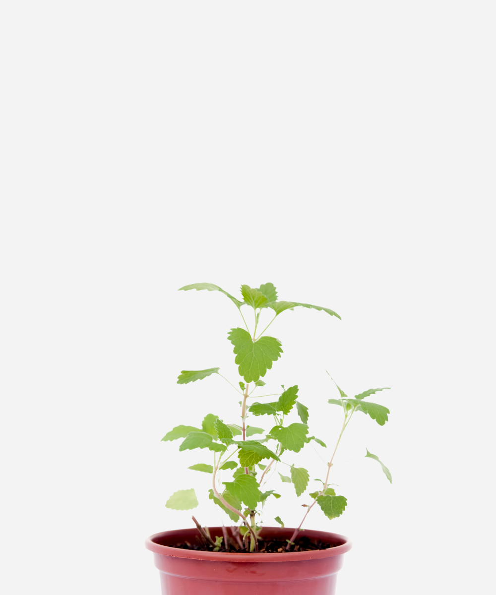 ERVA-DE-GATO-CORTE.png Erva de Gato (<em>Nepeta cataria</em>) - Imagem 1
