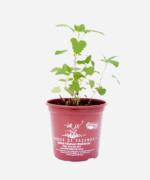 Erva de Gato (<em>Nepeta cataria</em>) - Imagem 2