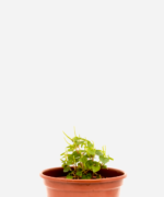 Erva Jabuti (<em>Peperomia pellucida</em>)