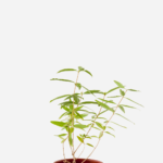 Erva Luisa/Verbena (<em>Aloysia Citrodora</em>)