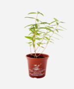 Erva Luisa/Verbena (<em>Aloysia Citrodora</em>) - Imagem 2