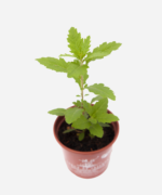 Erva de Santa Maria (<em>Dysphania ambrosioides</em>) - Imagem 3